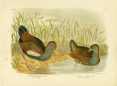 Mortiers Tribonyx Or Tasmanian Nativehen, 1891 by Gracius Broinowski